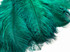 10 Pieces - 6-8" Peacock Green Ostrich Dyed Drabs Feathers