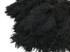 10 Pieces - 14-17"  Black Ostrich Dyed Drab Body Feathers