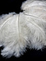 10 Pieces - 11-13" Off White Bleached Ostrich Drabs Body Feathers