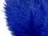 100 Pieces - 6-8" Royal Blue Wholesale Ostrich Drabs Feathers (Bulk)