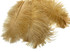 100 Pieces - 6-8" Old Gold Ostrich Drabs Body Wholesale Feathers (Bulk)