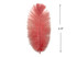10 Pieces - 6-8" Pink Blush Ostrich Body Dyed Drabs Feathers