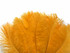 1/2 Lb. - 19-24" Golden Yellow Ostrich Extra Long Drab Wholesale Feathers (Bulk)