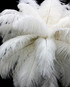1/2 Lb - 17-19" Off White Ostrich Large Drab Wholesale Feathers (Bulk)