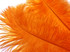 1/2 Lb - 17-19" Orange Large Ostrich Drab Feathers Wholesale (Bulk)