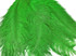 1/2 Lb - 17-19" Light Green Ostrich Large Drab Wholesale Feathers (Bulk)