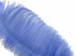 10 Pieces - 11-13" Light Blue Bleached & Dyed Ostrich Drabs Body Feathers