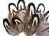 10 Pieces - Tiny Black And White Reeves Venery Pheasant Plumage Feathers