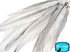 50 Pieces - 15-20" Natural Silver Pheasant Tail Wholesale Feathers (Bulk)