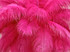 100 Pieces - 8-10" Hot Pink Ostrich Dyed Drab Body Wholesale Feathers (Bulk)