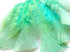 1 Pack - Aqua Green Dyed Turkey T-Base triangle Body Plumage Feathers 0.50 Oz.