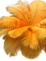 10 Pieces - 19-24" Gold Ostrich Dyed Drabs Body Feathers