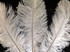 10 Pieces - 19-24" Off White Ostrich Dyed Drabs Body Feathers