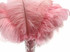 1/2 lb. - 14-17" Baby Pink Ostrich Large Body Drab Wholesale Feathers (Bulk)