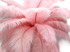 1/2 Lb. - 9-13" Baby Pink Dyed Ostrich Body Drab Wholesale Feathers (Bulk)