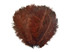 1/2 Lb. - 9-13" Brown Dyed Ostrich Body Drab Wholesale Feathers (Bulk)