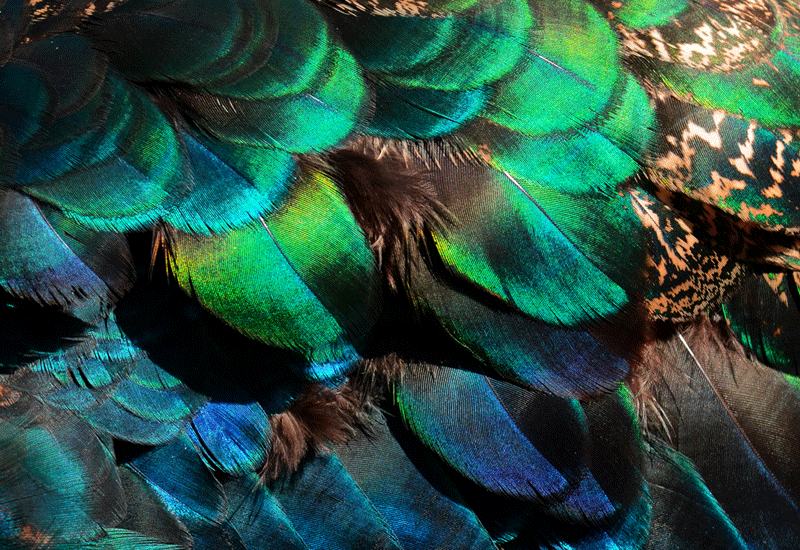  THARAHT 24pcs Peacock Feathers Long Natural in Bulk 25