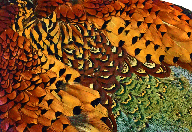 Ring-necked Pheasant Feathers Puffed Up Photograph by Lois Lake - Pixels