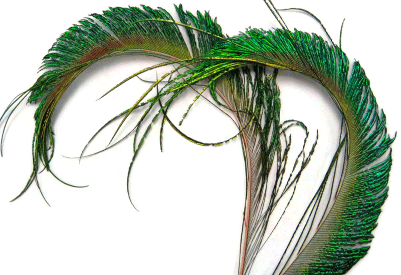 35-40 Natural Peacock Feather