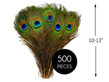 500 Pieces - 10-12" Natural Iridescent Green Peacock Tail Eye Wholesale Feathers (Bulk)