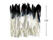 1 Pack - Black Tipped Duck Primary Wing Pointer Feathers 0.50 Oz.