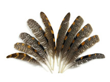 Black and brown striped quill tip feathers