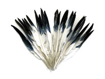 1/4 Lbs - Black Tipped Duck Pointer Primary Wing Wholesale Feathers (Bulk)