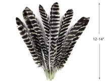 50 Pieces - Natural Barred Wild Turkey Merriam Primary Wing Pointer Quill Wholesale Feathers (bulk)