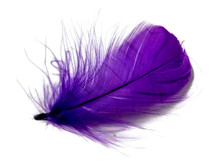 1 Pack - 2-3" Purple Goose Coquille Loose Feathers - 0.35 Oz.