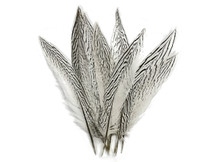 50 Pieces - 10-12" Natural Silver Tail Pheasant Wholesale Feathers (bulk)