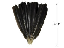 50 Pieces - Natural Brown Wild Tom Turkey Pulled Pointers Primary Wing Quill Wholesale Feathers (Bulk)
