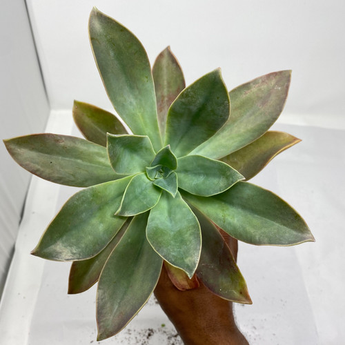 4" Graptoveria 'Fred Ives' - single head