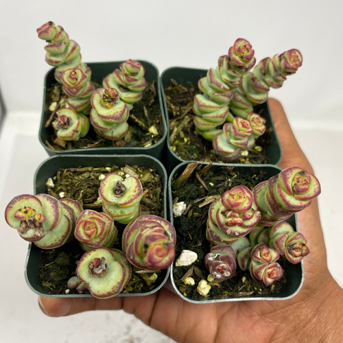 2" Crassula 'Baby Necklace'