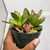 4" Crassula 'Unknown ID - green slender leaves'