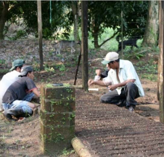 Young mahogany seedlings being planted and tended