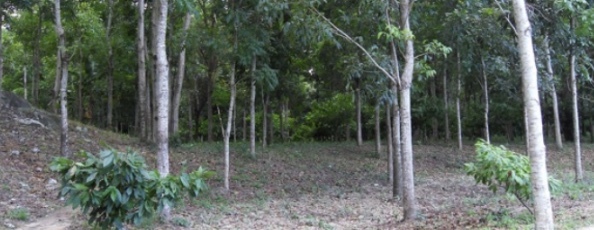 Black River plantation bordering national forest in Honduras