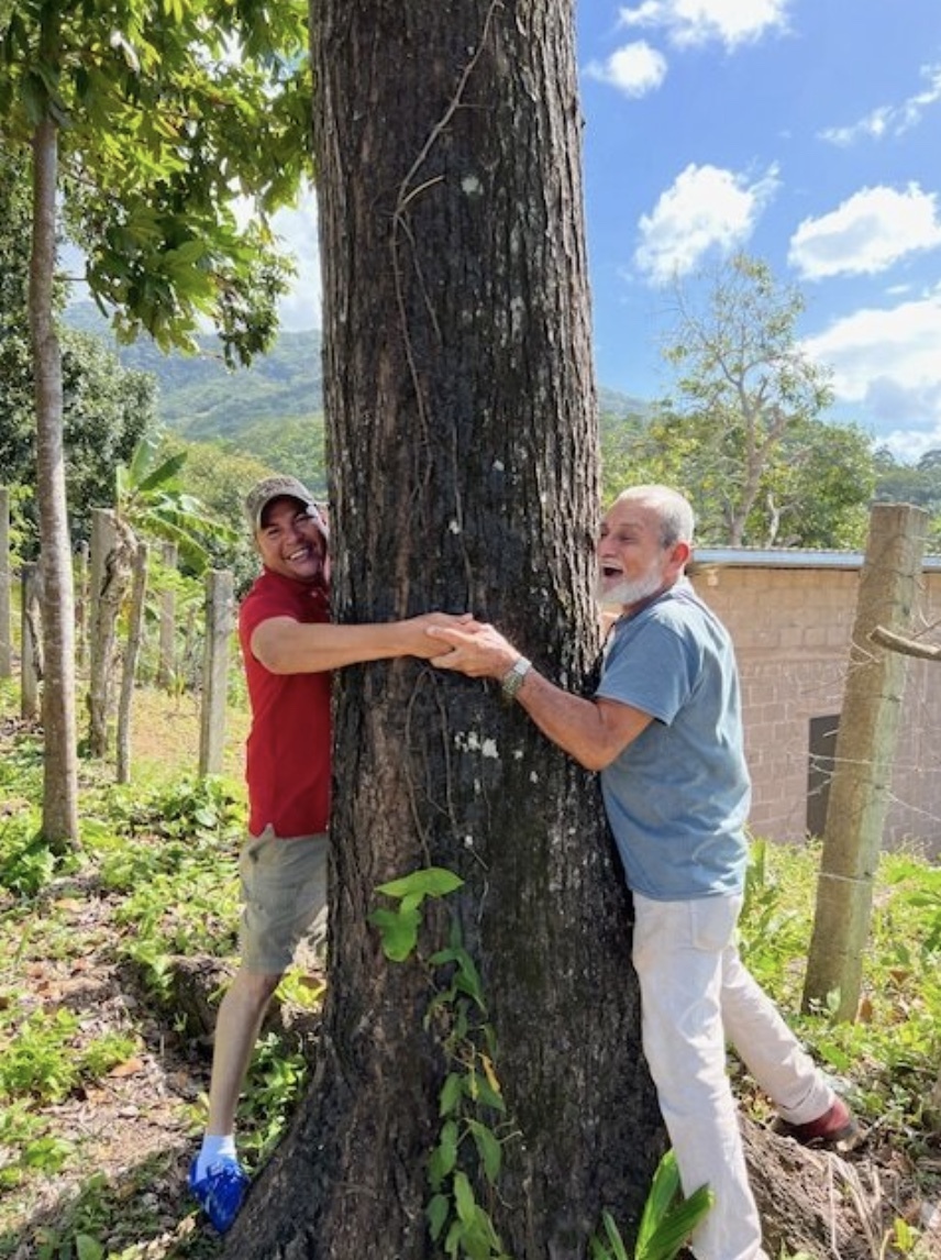 Mature mahogany trees ready for sustainable harvest at Black River plantation