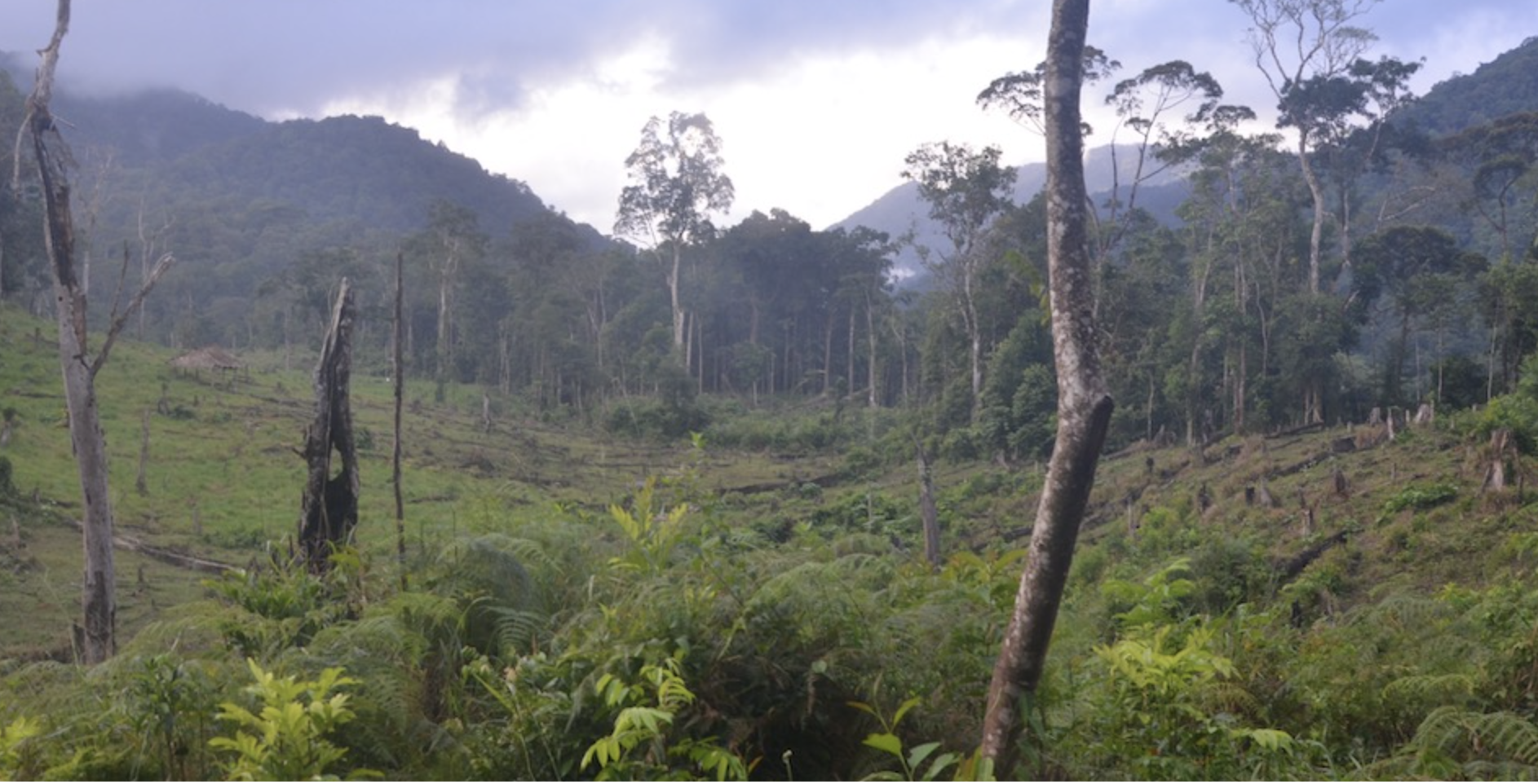 Environmental impact of illegal mahogany harvesting in Honduras