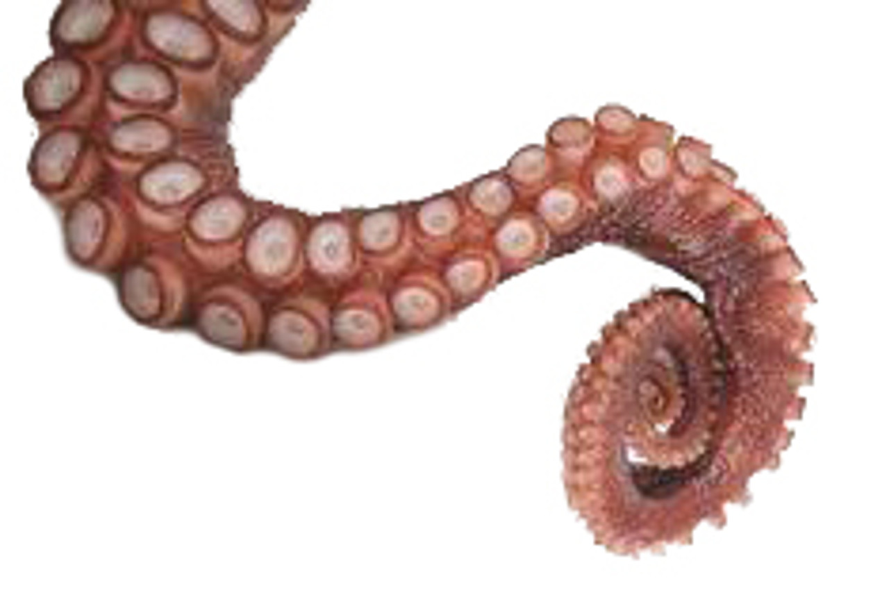 tentacle octopus