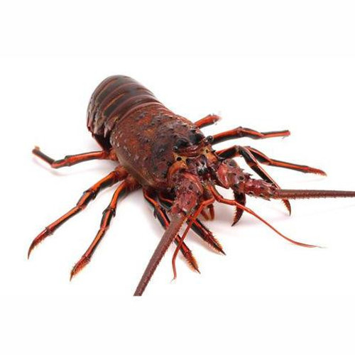 California Spiny Lobster - Fresh