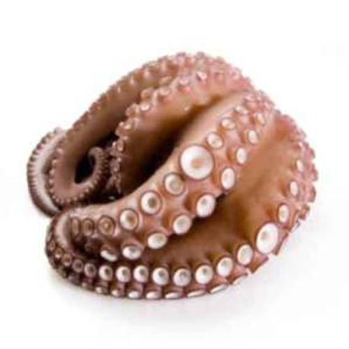 Spanish Flower Octopus - Small - 1 lb - Frozen