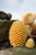 Seasonal Pine Cone