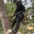 Professional Tree Cutting Arborist Using Cut Resistant Pant Chaps