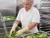 Food processing worker wearing reusable latex gloves while rinsing fresh lettuce in commercial kitchen