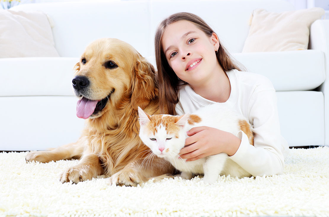 How to Clean 6 Pet-Hair Problem Areas, according to a Pro