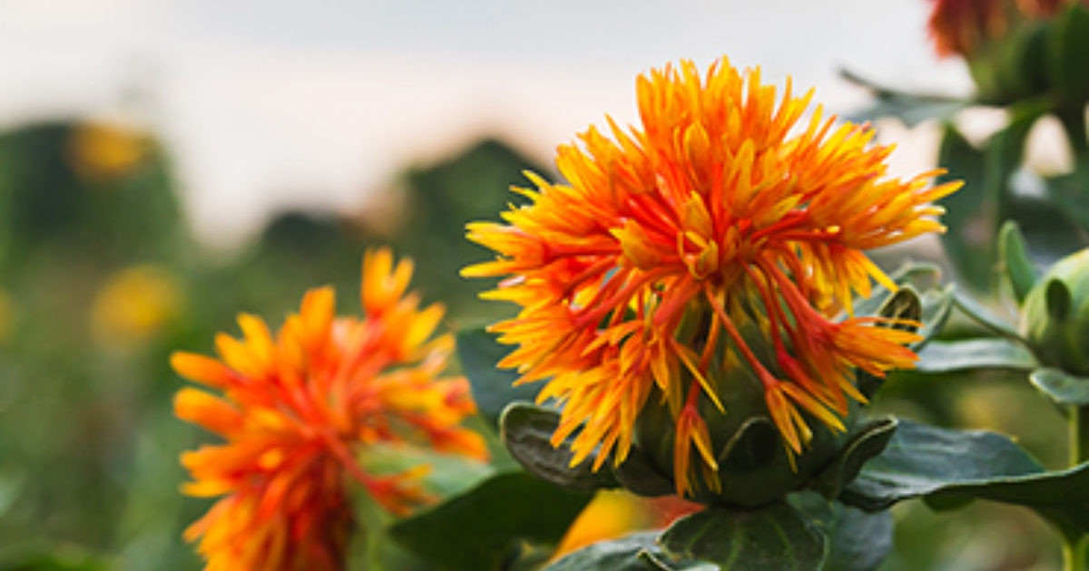 Safflower Edible Flowers