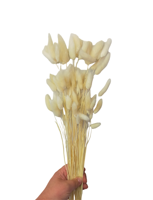  Dried/Preserved Flowers Bunny Tail (Mini Pampas) - Cream