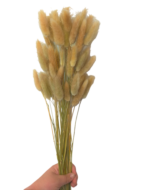 Dried/Preserved Flowers Bunny Tail (Mini Pampas) - Natural