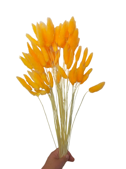  Dried/Preserved Flowers Bunny Tail (Mini Pampas) - Orange
