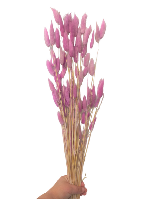 Dried/Preserved Flowers Bunny Tail (Mini Pampas) - Purple
